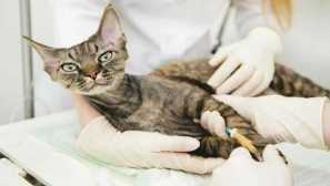 Kočičí urolitiáza